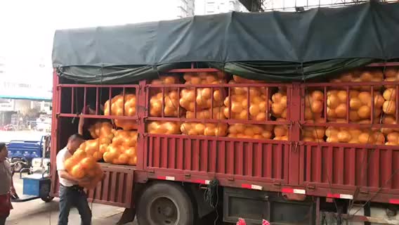 三红柚，蜜柚，红心柚，葡萄柚。每天出货20万斤。