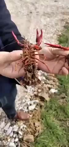 基地地龙起的种虾