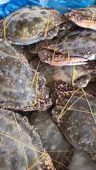 单冻三点带黄梭子蟹本地海捕视频质量等您来电