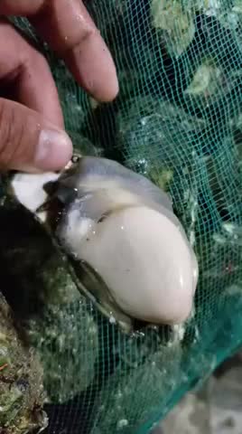 新鲜生蚝鲜活新鲜牡蛎即食海蛎子海鲜水产鲜活打包发货