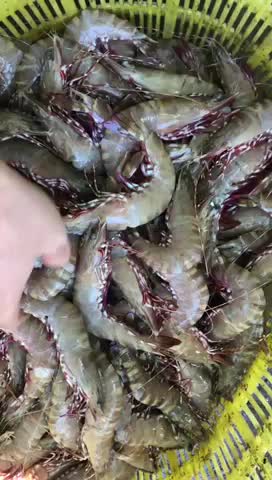 越南斑折虾鬼虾斑折王斑节虾