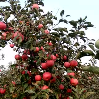 秦冠苹果75mm以上纸+膜袋