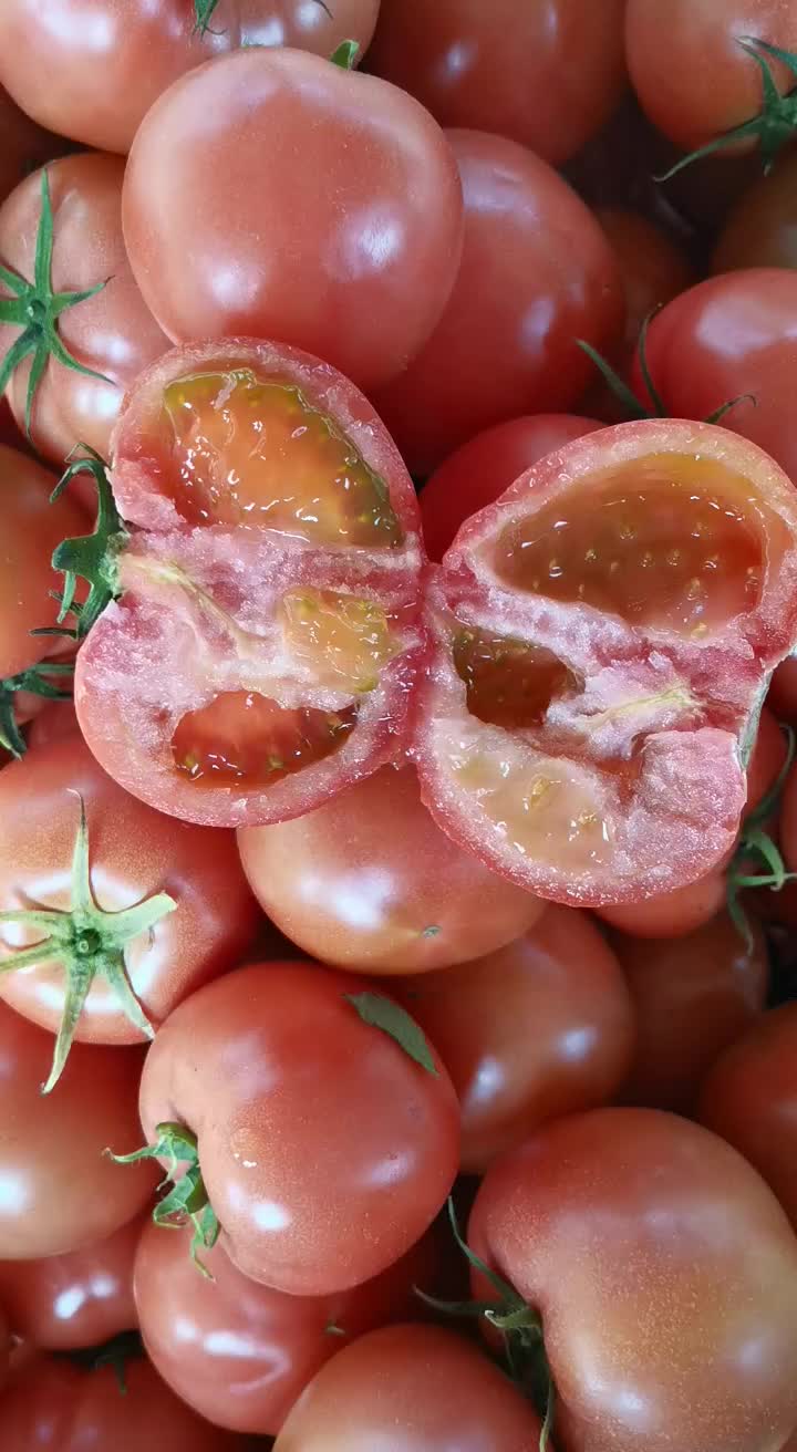 烟台普罗旺斯西红柿沙瓤新鲜现摘5斤装
