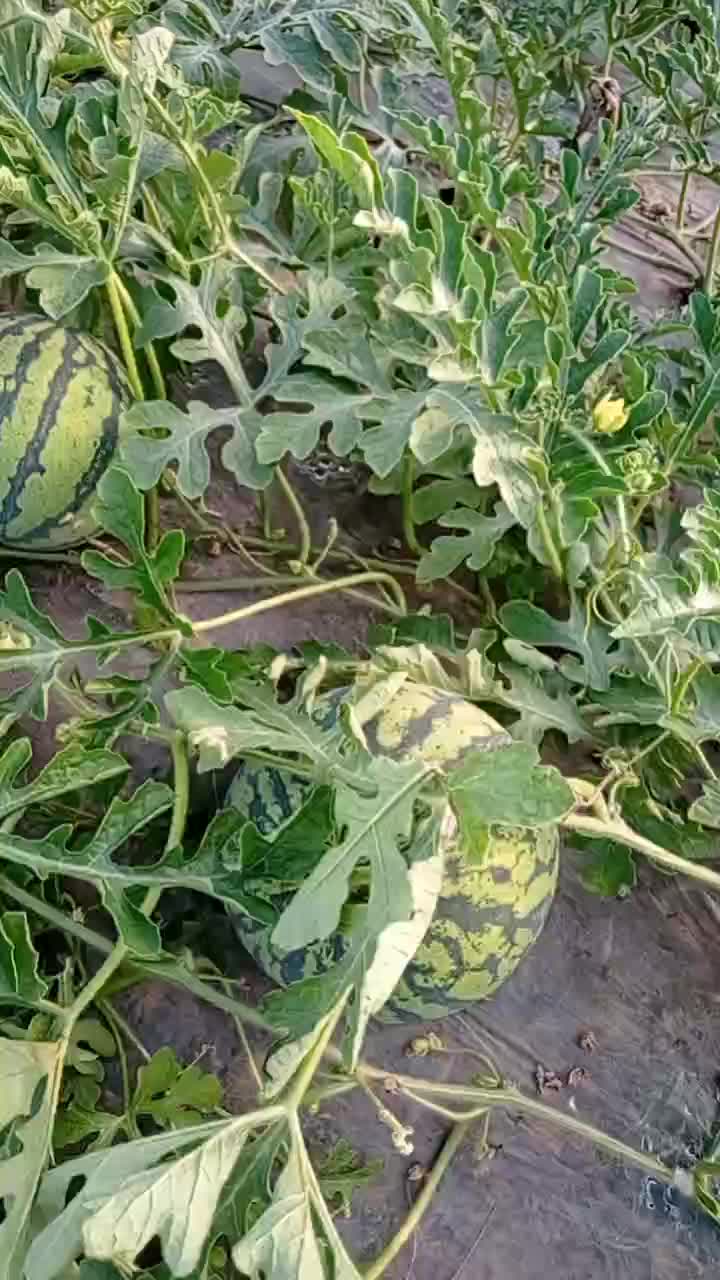 【西瓜】，自家种植，产地直发，价格可谈