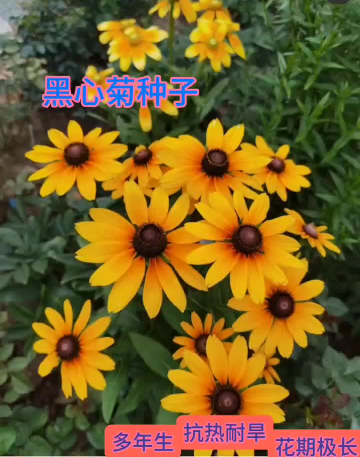 黑心菊种子宿根多年生耐寒耐旱金光菊景观绿化春秋播花种子