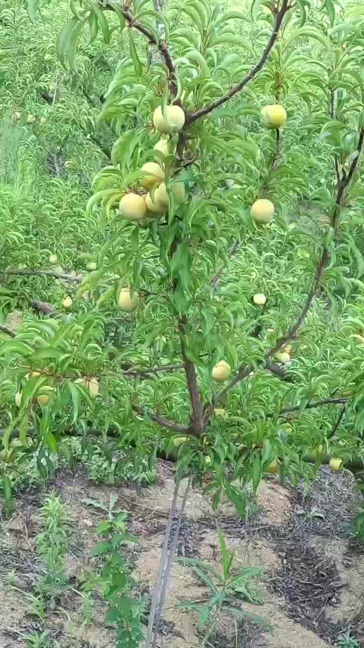 蜂糖李子树苗规格齐全一手货源发货量大价优