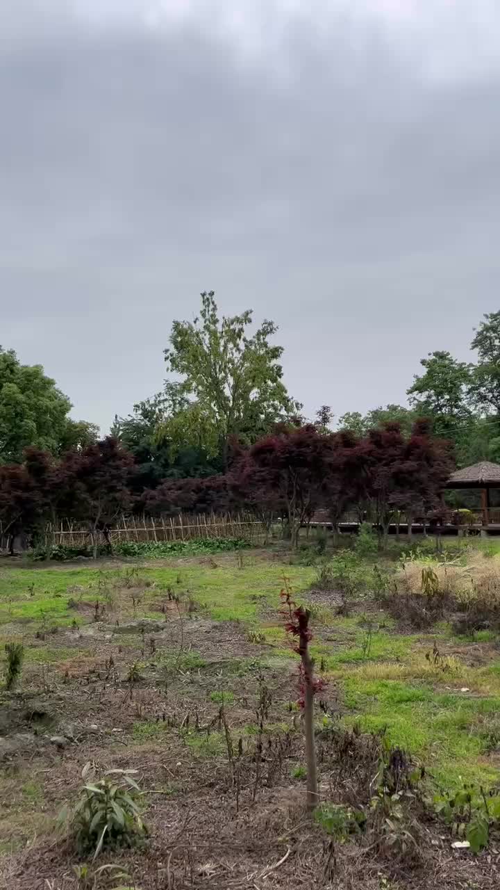 中国红枫特惠供应红枫苗木基地自产自销树形好量大优惠