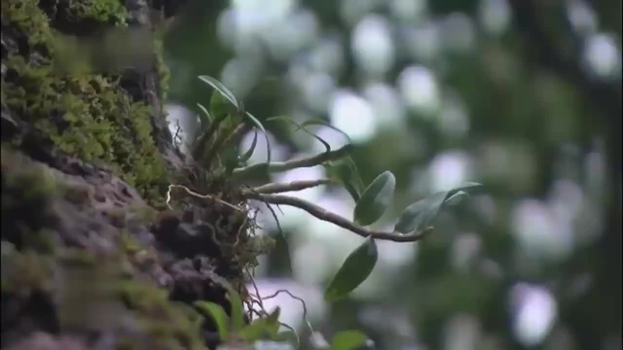 霍山铁皮石斛正宗崖壁生长铁皮枫斗颗粒干霍山石斛胶多可磨粉