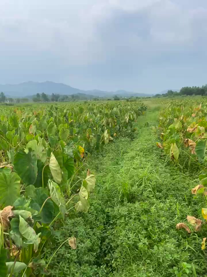 【铅山红芽芋】万亩红芽芋基地一手货源质优量大，价格优