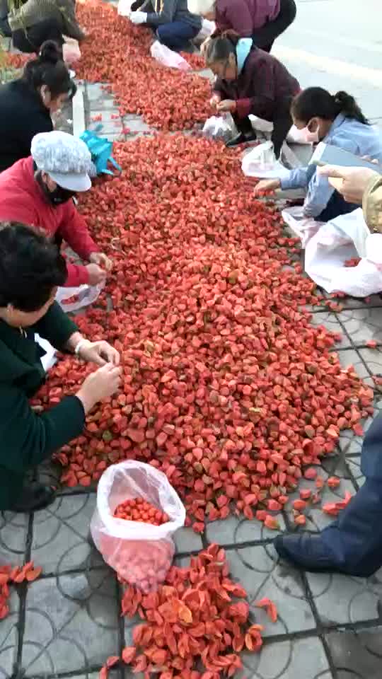 药用菇娘统压个