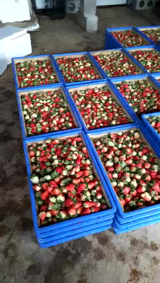蒙特瑞草莓20~30克