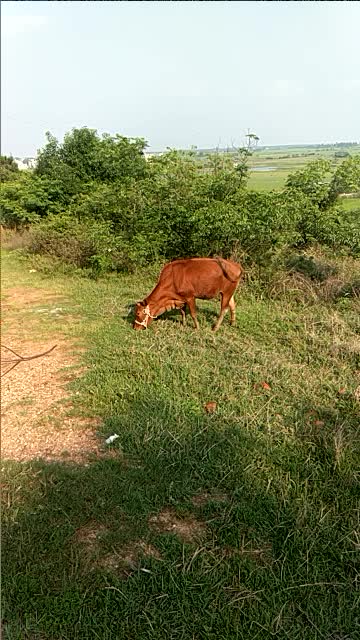 土黄牛