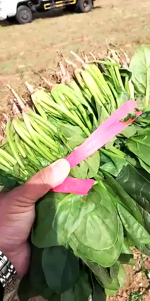 辽宁凌海菠菜大量上市