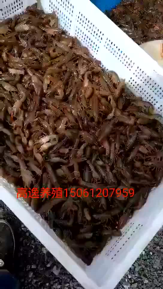 出售龙虾苗和成品小龙虾