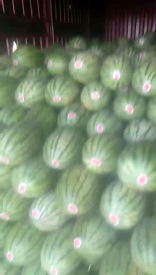 西农八号西瓜🍉大量上市