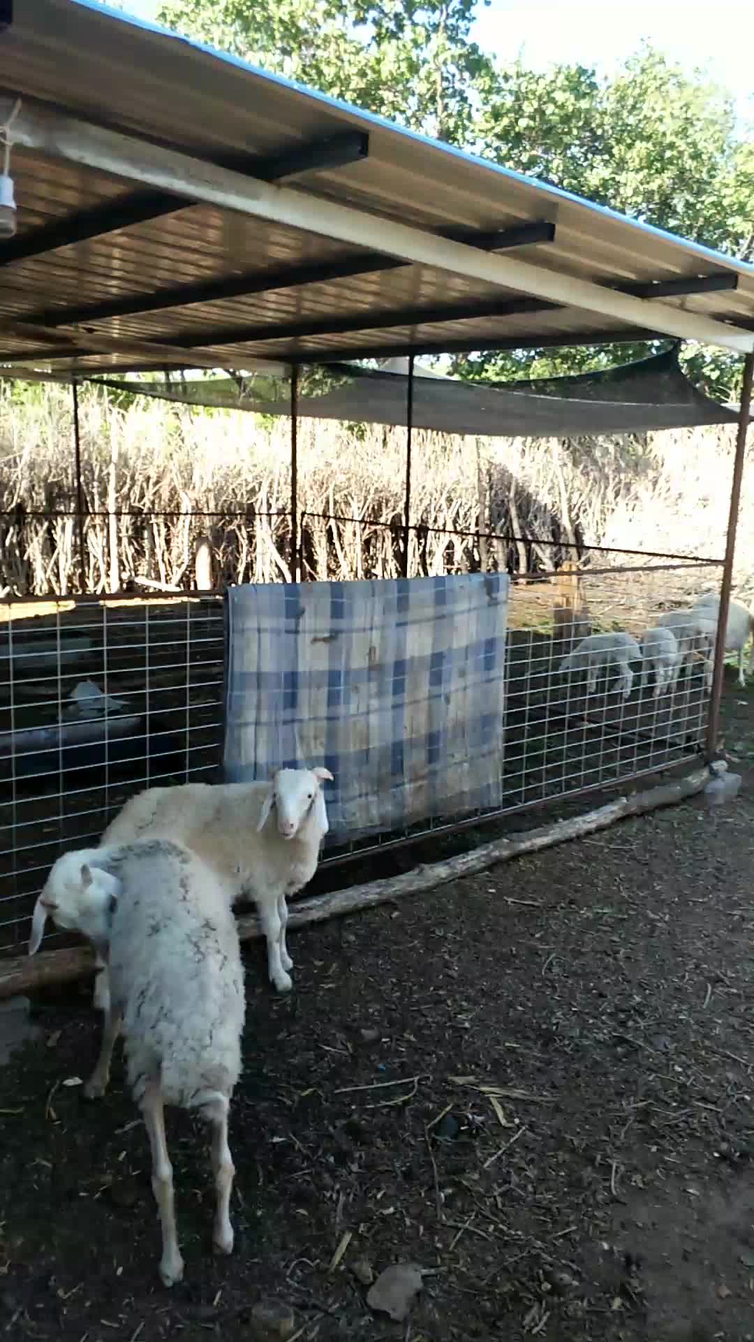 寒羊大母羊出售