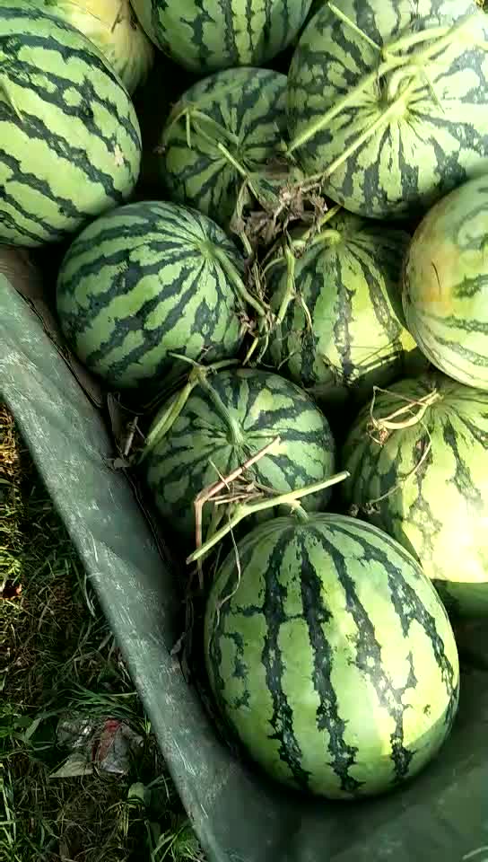 大量8424西瓜🍉美都西瓜🍉