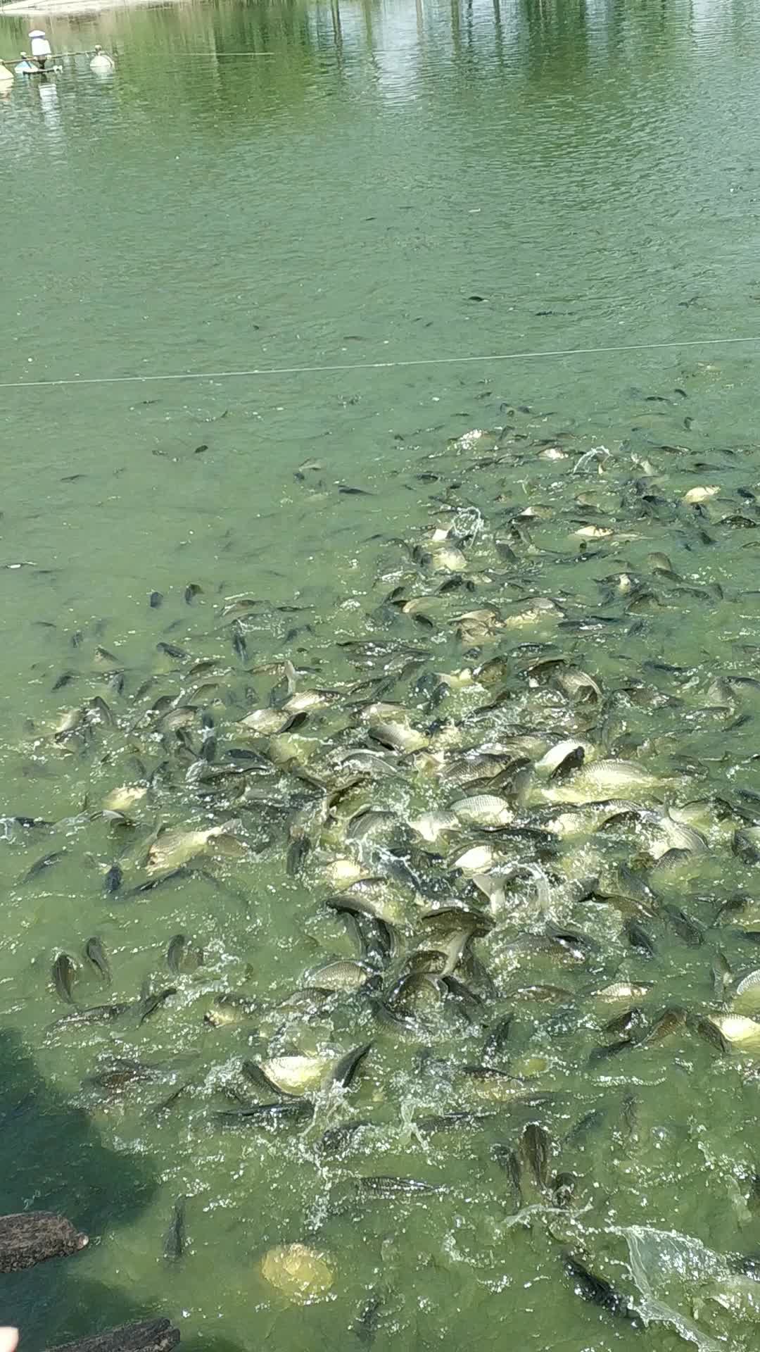 黄金鲫鱼塘居多网箱目前少量皮毛规格保证诚信