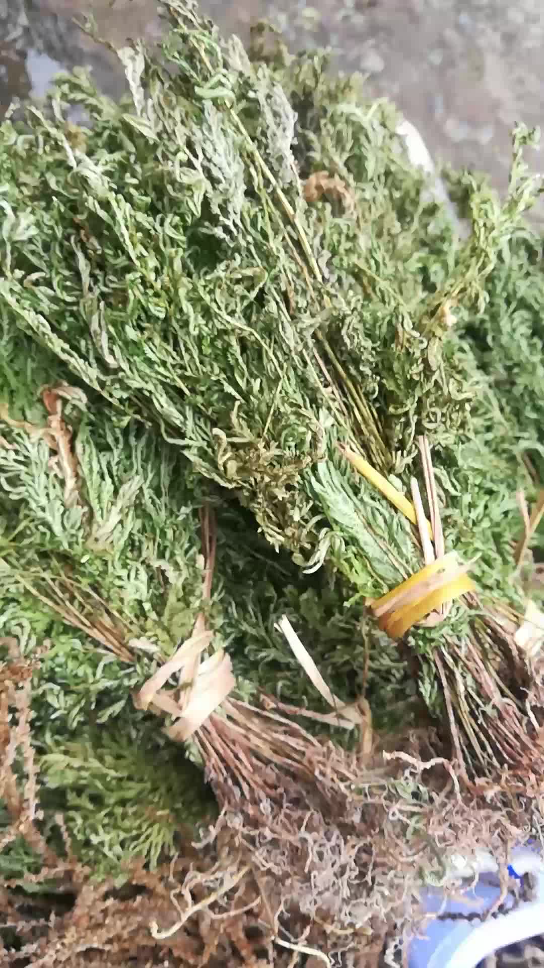 金花草，石上柏，地柏枝，兖州卷柏。