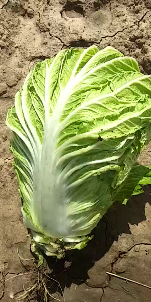 大量白菜上市，前来各地客商订购