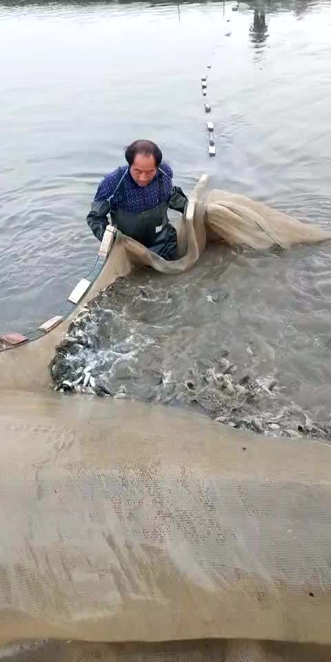 销售各种鱼苗春片，夏花