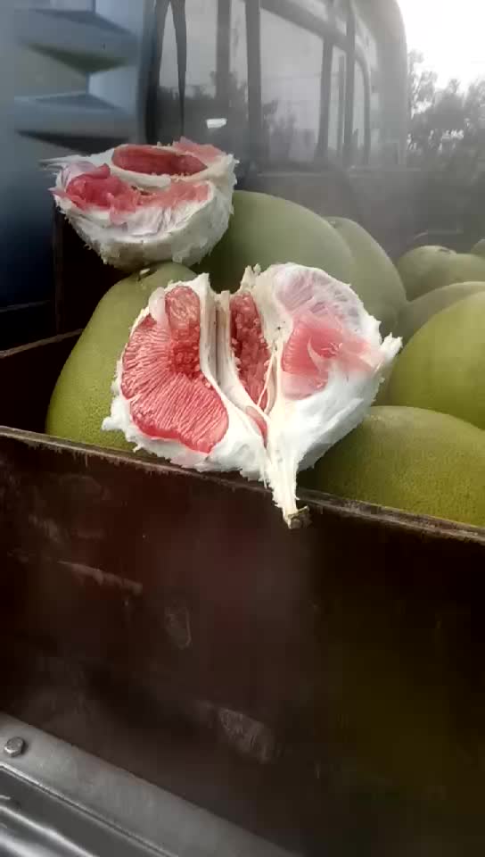 红心柚高品次果以上市。