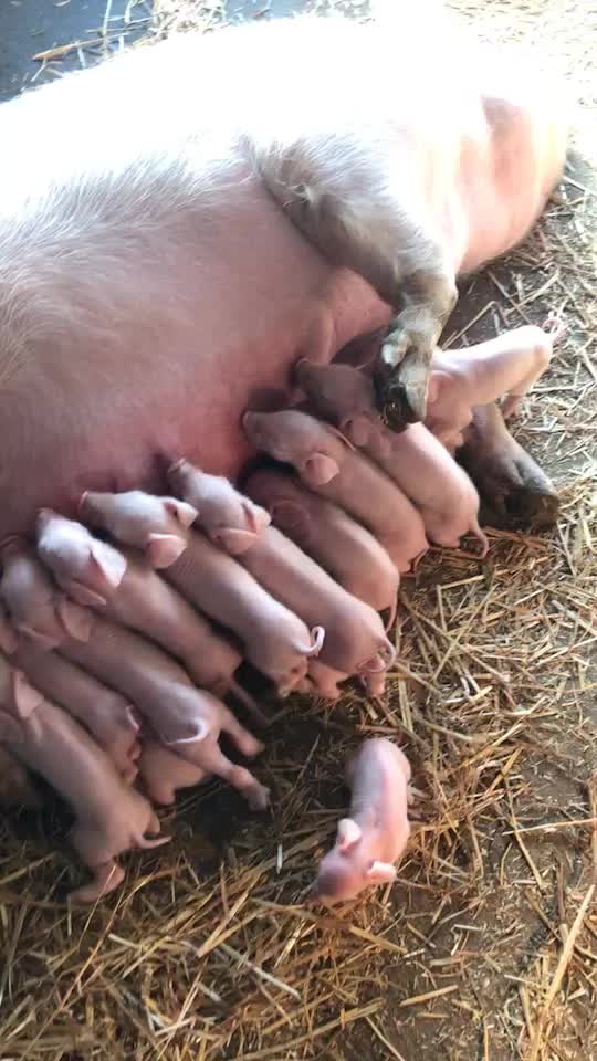 大白后备母猪全国发货