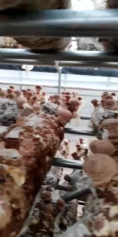 产地香菇