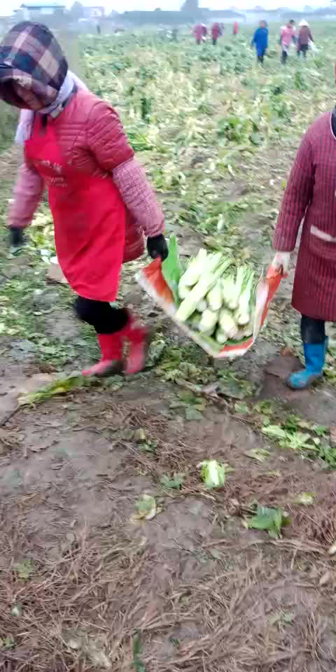 青皮花叶棒菜