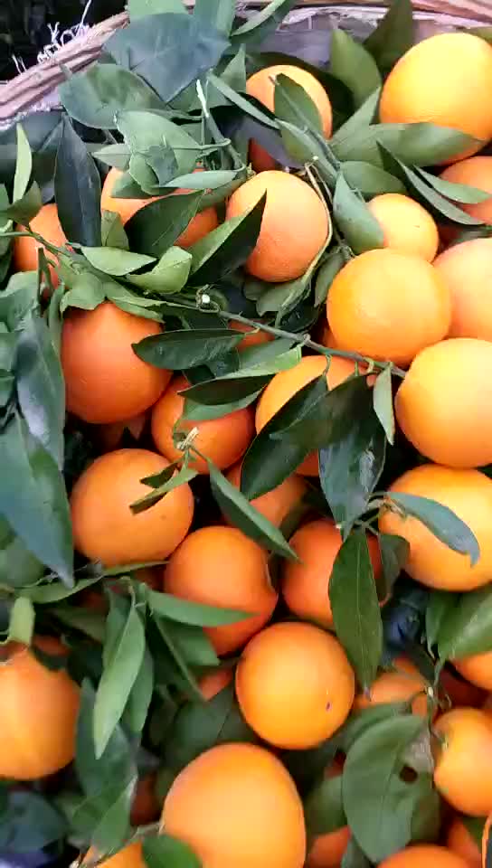 夏橙枝头鲜果对接电商，商超，社区团购，市场，保质保量