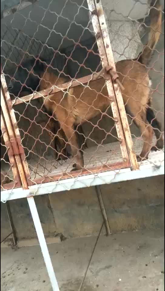 马犬幼犬，哪里有马犬马犬一条科目马犬价格