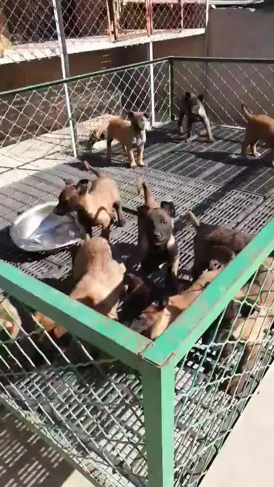 纯种马犬养殖场