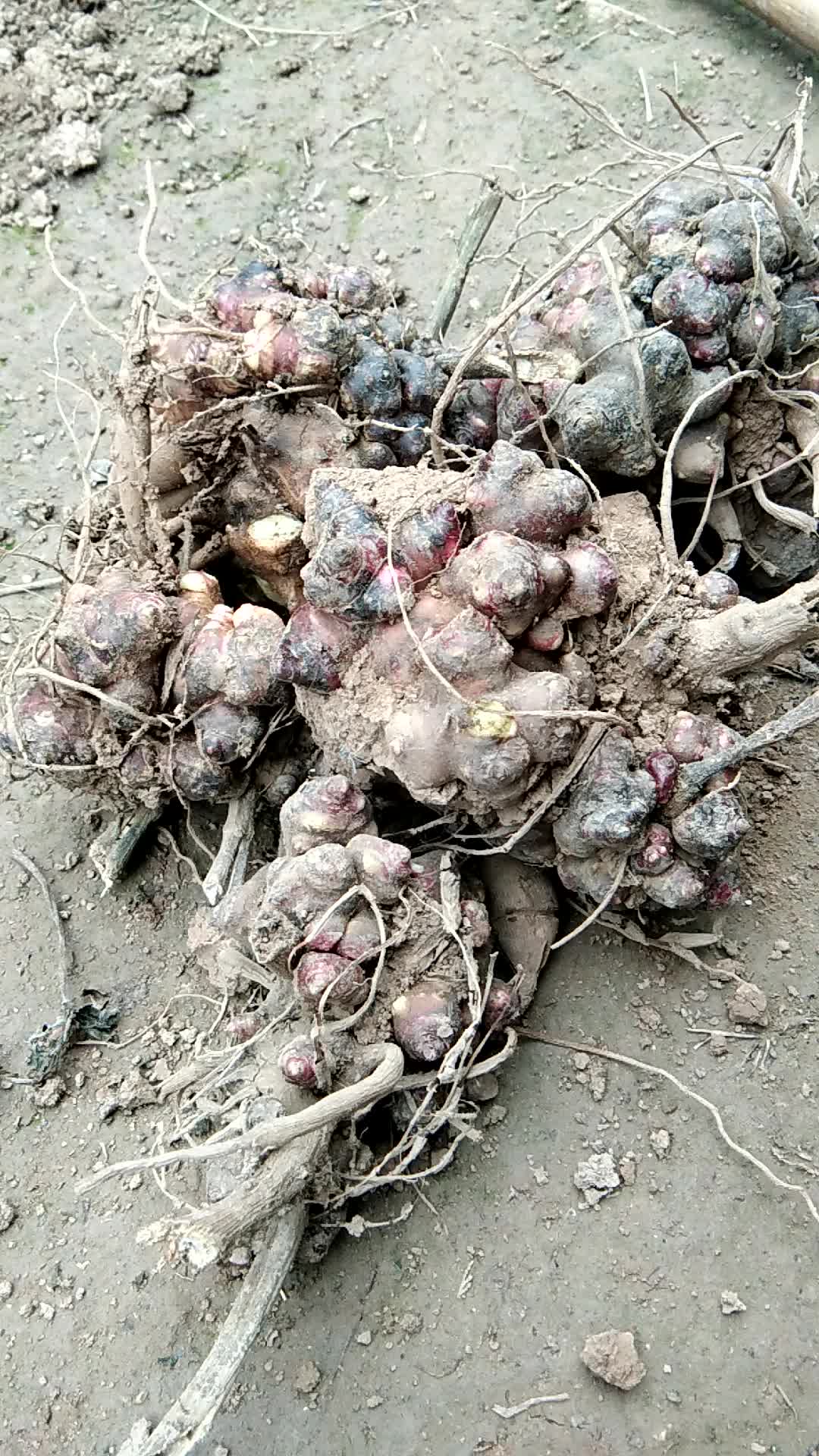 地下黄金水果一雪莲果