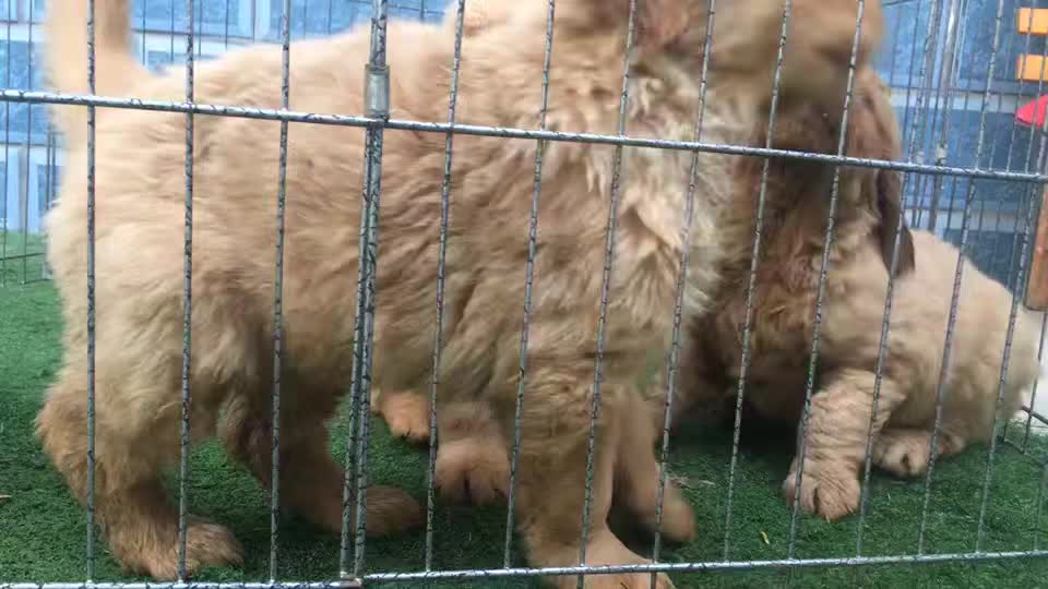 常年供应名贵宠物犬拉布拉多犬，金毛犬，哈奇士，博美犬等