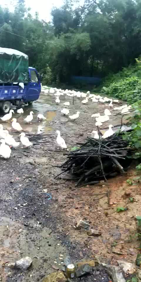 一千多个白鸭