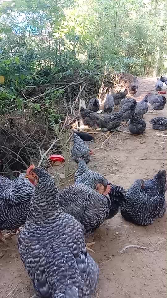 生态放养跑山芦花鸡！