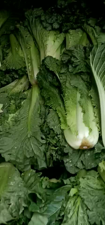 大量青菜上市价格从优