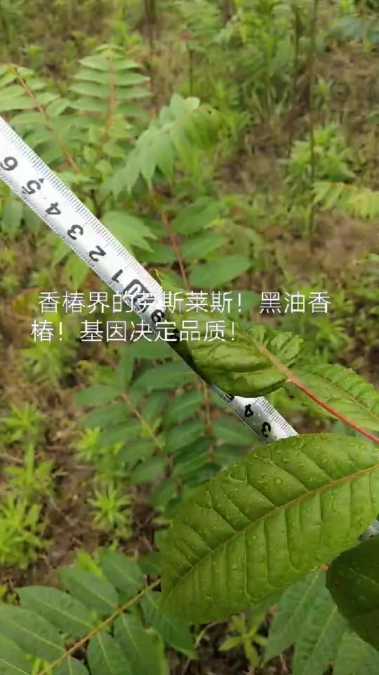 黑油香椿苗供应商！直供无中间商