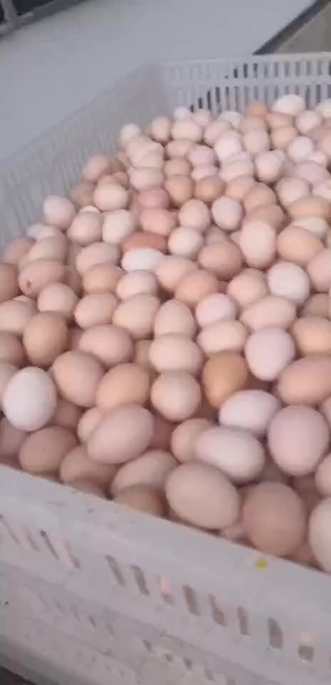 今日9月2日开栏七个月的灵山土母鸡1000斤乌鸡蛋