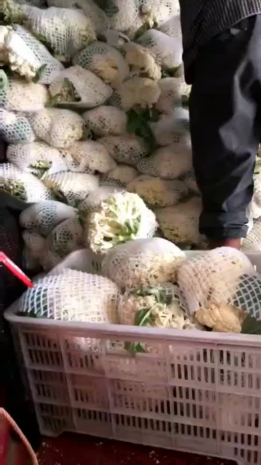 高质量青梗花菜西兰花蔬菜鲜白花菜西兰花基地直供花椰菜