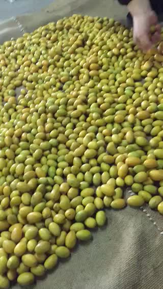 金玉三棱橄榄各种品种齐全