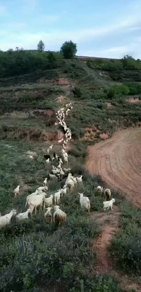肉羊常年放羊是养殖杀肉的精品羊