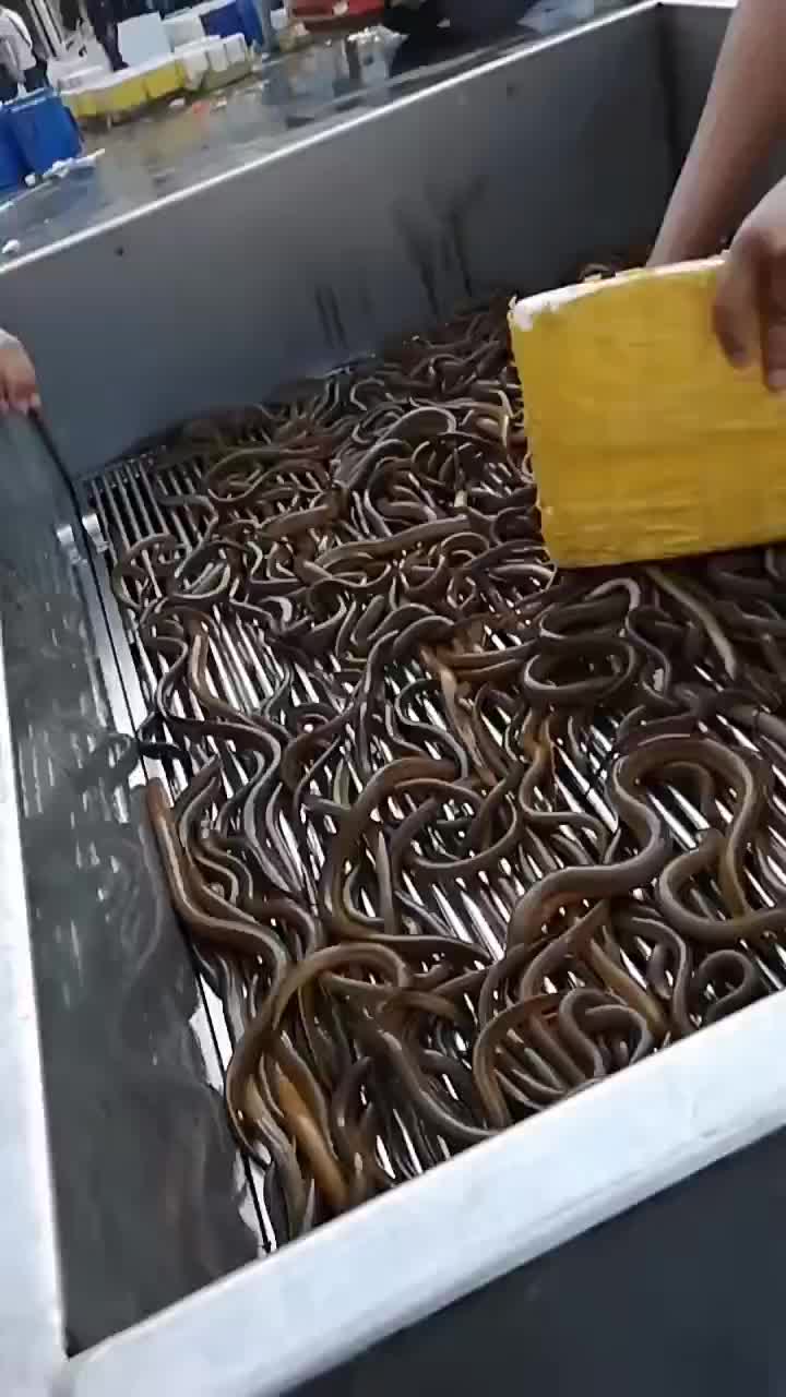 缅甸黄鳝