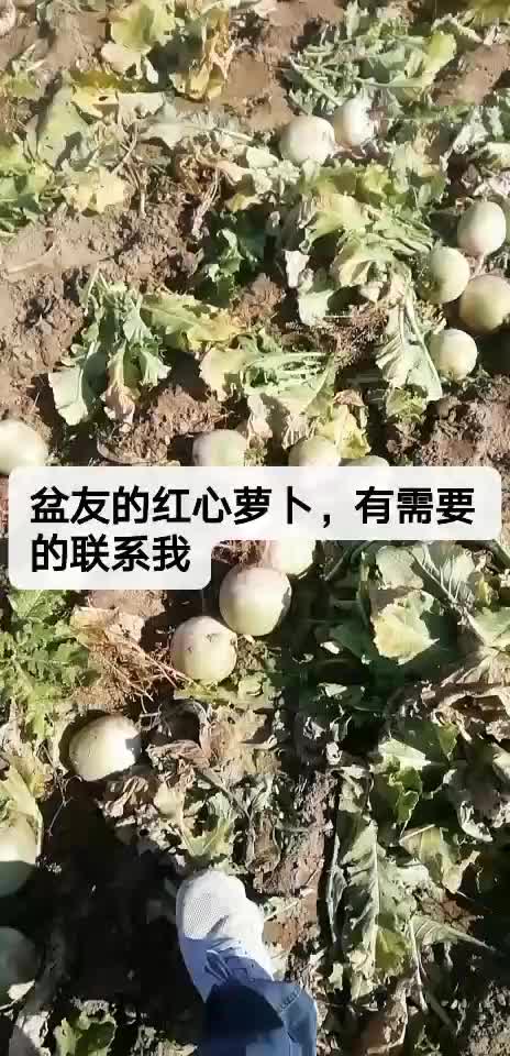 红心萝卜