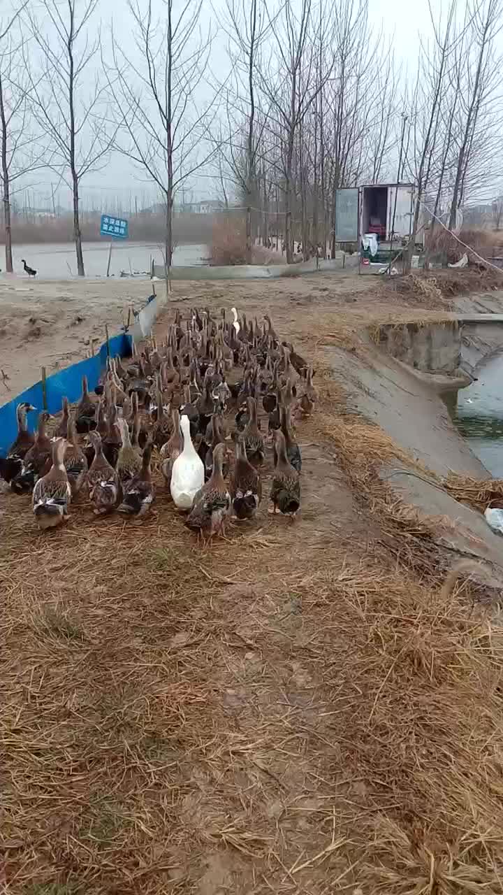 肉麻鸭