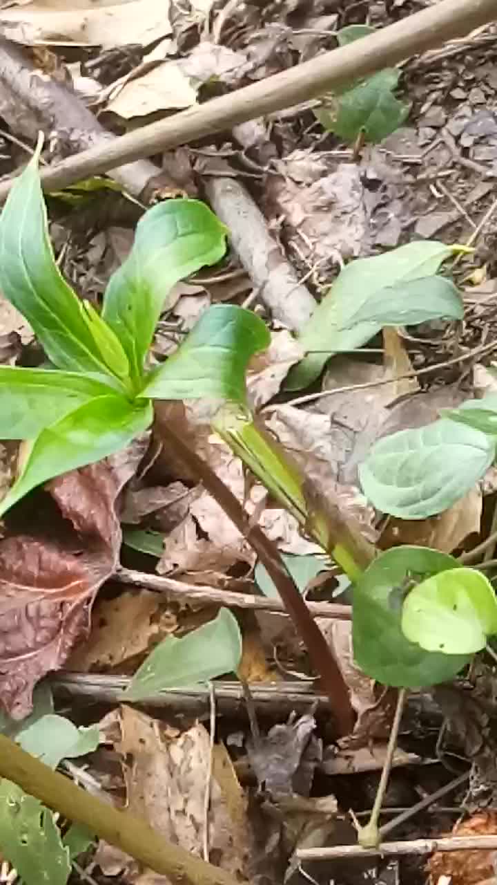 七叶一枝花