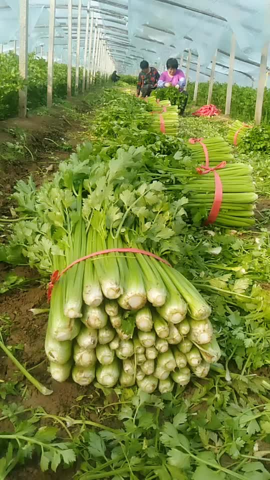 山东庆云绿色蔬菜基地