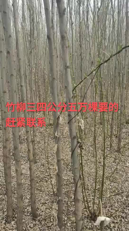 竹柳一公分到十公分以上