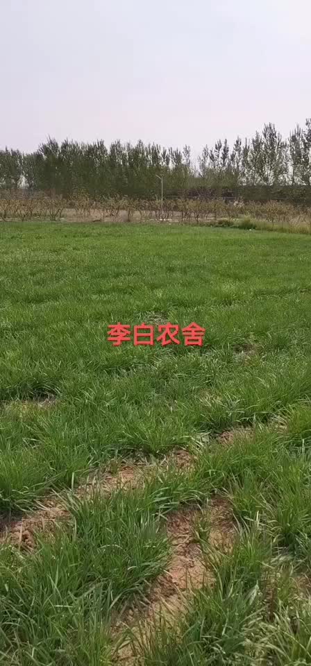 头茬陆地韭菜