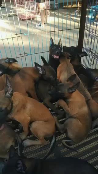 双血统马犬疫苗驱虫全部完成看家护员放牧牛羊